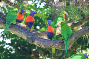 lorikeets